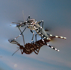 Asian Tiger Mosquito by smccann - Scary!